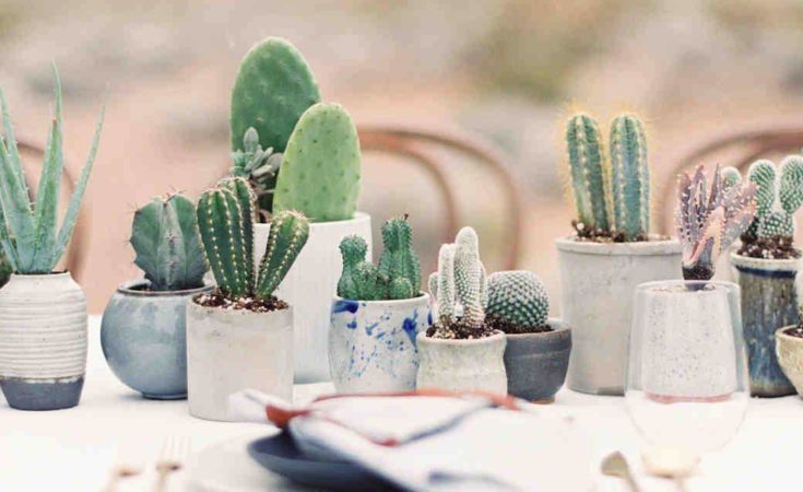 Perfectly pruned cactus decor idea for wedding